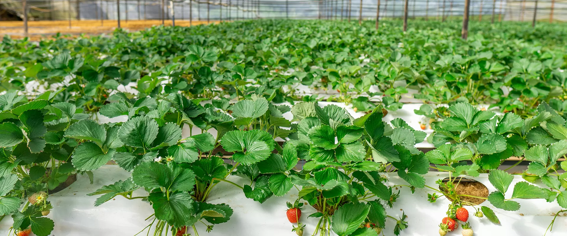 Sistem pemurnian pertanian komersial