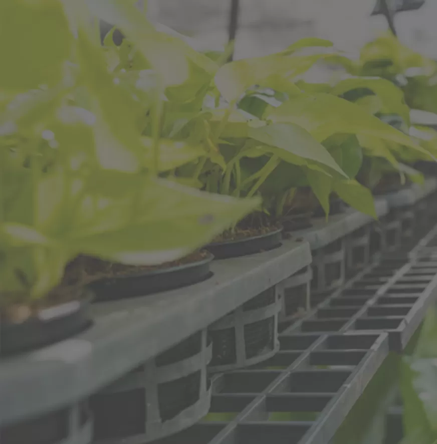 Pertanian dalam ruangan