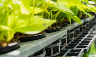 Air yang dimurnikan untuk pertanian dalam ruangan