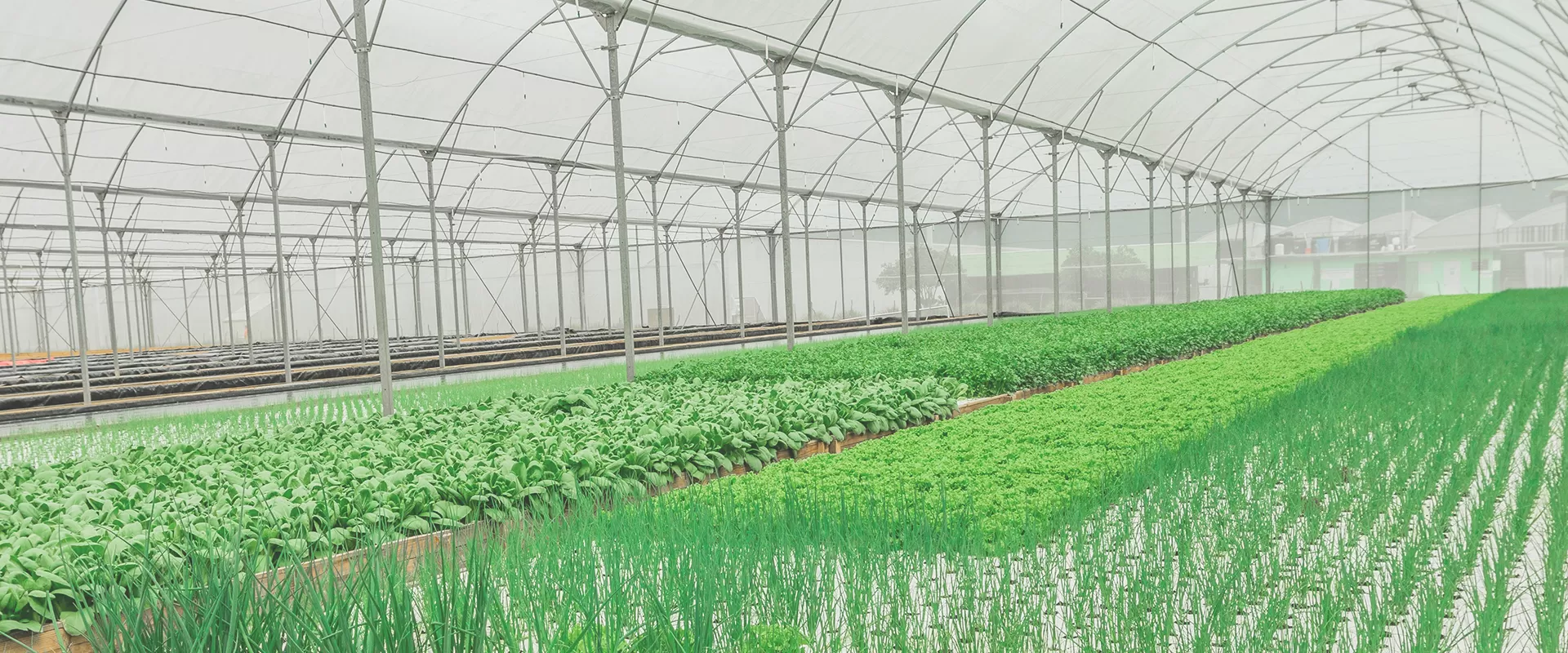 Solusi pemurni air RO untuk Argo Bisnis