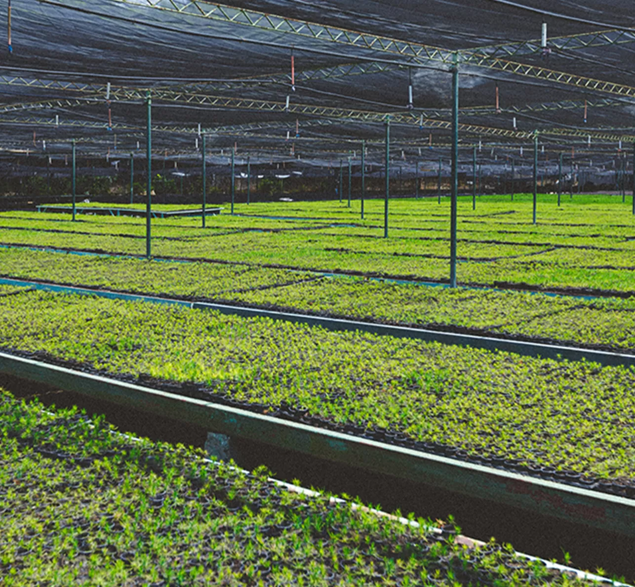 Mengapa kualitas air sangat penting untuk pertanian komersial